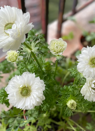 🌸Double Anemone Seeds