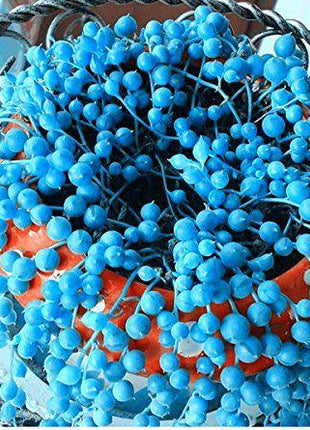 BLUE PEARL CHLOROPHYTUM SEEDS