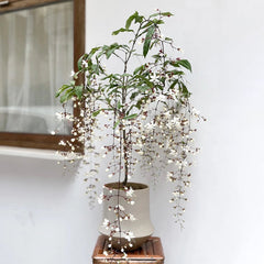 Collection image for: Jasmine