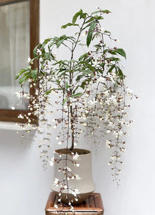 🌼Weeping Jasmine Seeds - White Jade Butterfly