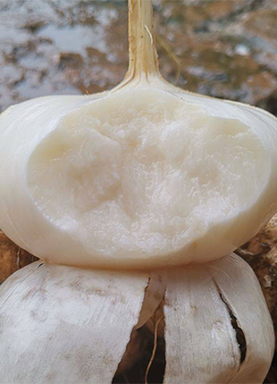 Jicama Pachyrhizus Erosus Seeds