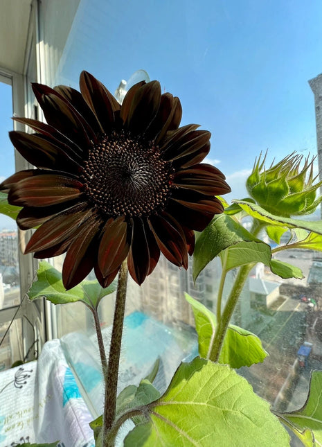 Rare Black Sunflower Seeds