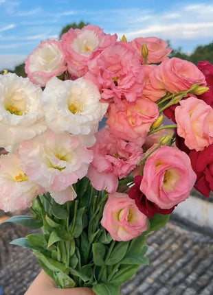 🌺Lisianthus – Sincere Love