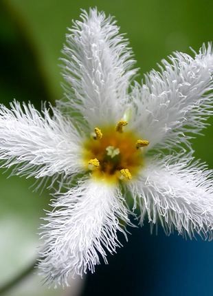 Hydroponic Plants Water Snowflake
