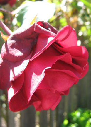 Explosion Climbing Rose Garden Seeds