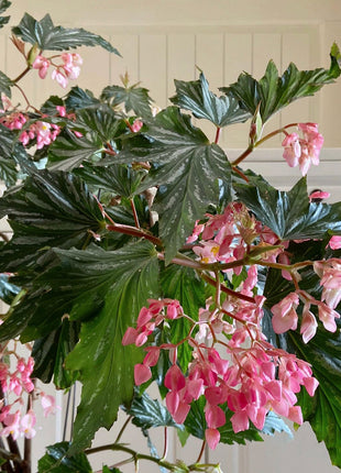 Begonia Aconitifolia