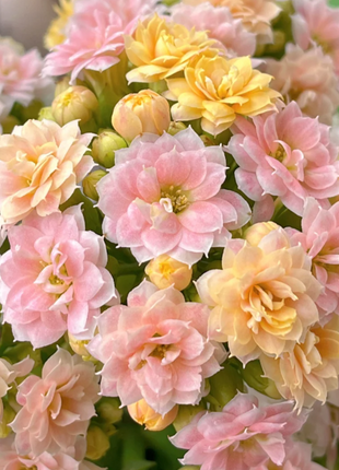 🌺Golden Fox Longevity Flower Seeds—Health And Longevity