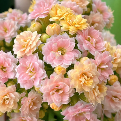 🌺Golden Fox Longevity Flower Seeds—Health And Longevity