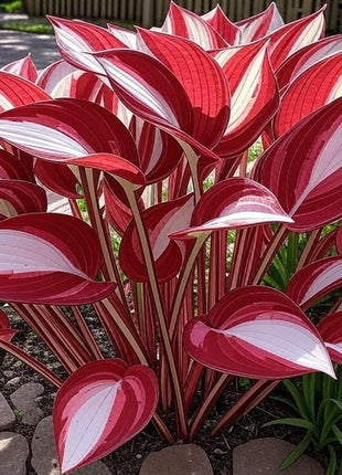 800 PCS Mixed Color Hosta Seeds, Easy to Grow Perennial, Shade-Tolerant, Low Maintenance, Ideal for Borders & Shady Gardens