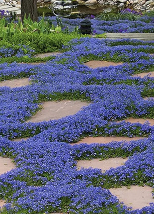 📣Optimal Ground Cover✨Creeping Thyme Seeds