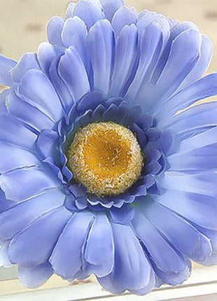 Blue gerbera flower seeds, sun flower