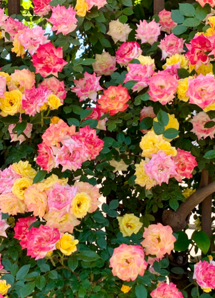 Climbing Rainbow Rose Seeds