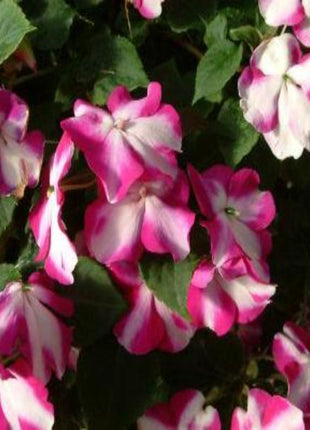 50Pcs Impatiens Seeds Cascade Beauty Violet Star (trailing) FLOWER SEEDS