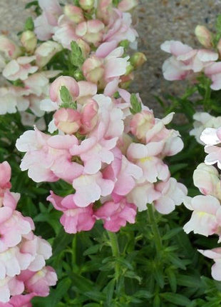 APPLE BLOSSOM SNAPDRAGON Antirrhinum Majus Appleblossom Pink Coral White Yellow Flower Seeds