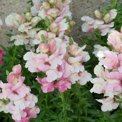 APPLE BLOSSOM SNAPDRAGON Antirrhinum Majus Appleblossom Pink Coral White Yellow Flower Seeds