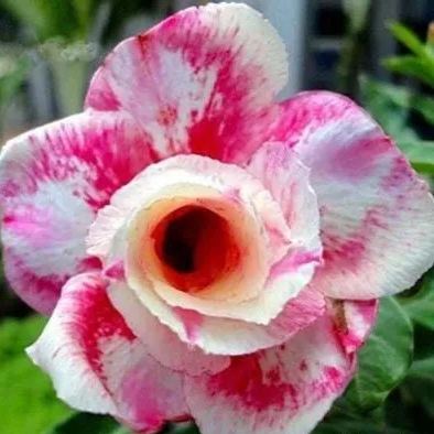 2 Pcs Rainbow Desert Rose Seeds