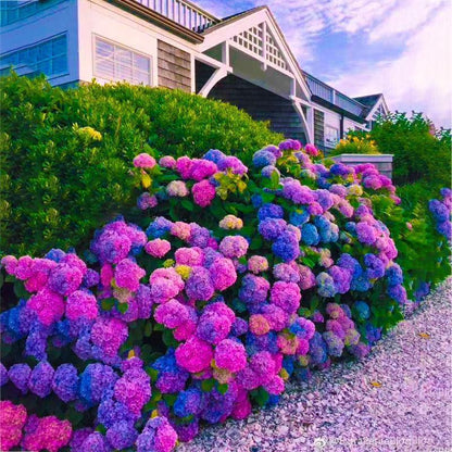Hydrangea Seed: Unlock Nature's Beauty