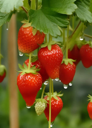Strawberry Cream Seeds