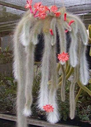 50Pcs Hildewintera Colademononis * Stunning Monkey Tail Cactus