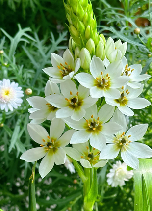 Ornithogalum 'Sonoran White'