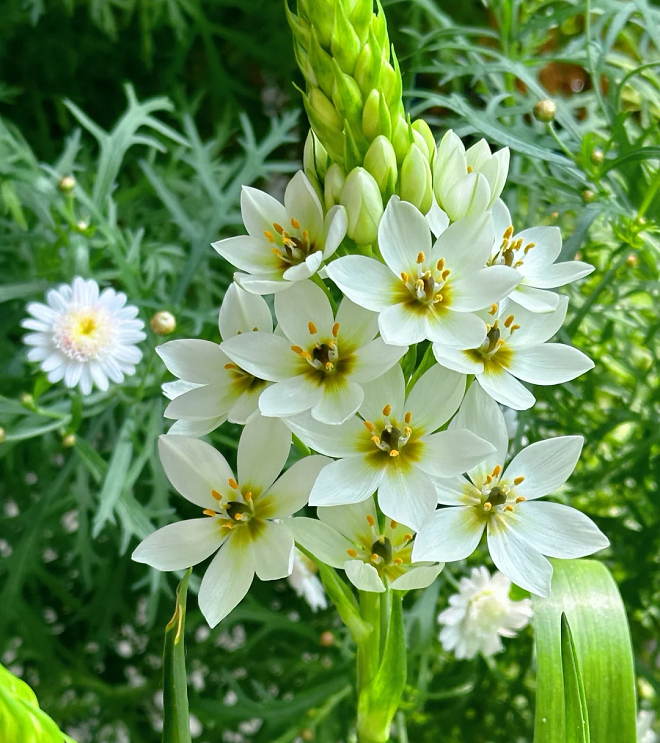 Ornithogalum 'Sonoran White'