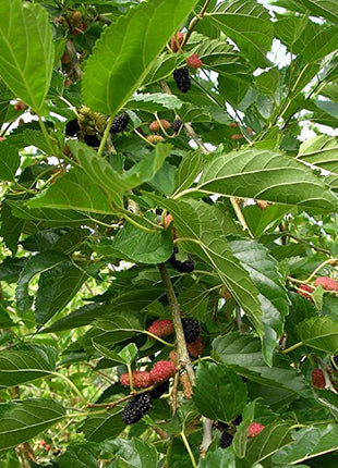 Stratified Raspberry Fruit Seeds