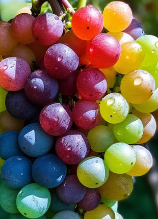 50 Seeds New Rare Rainbow Hybrid Grape Organic