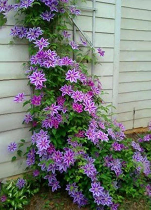 Egrow 50Pcs Clematis Flower Seeds Perennial Vines Climbing Clematis Plant Seed Garden Decoration