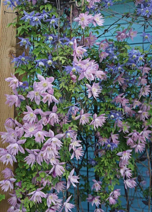 Clematis Macropetala