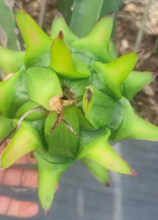 Multi-colored Dragon Fruit Seeds