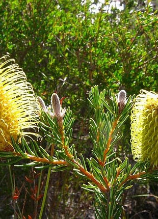 Teasel Banksia Silver Banksia