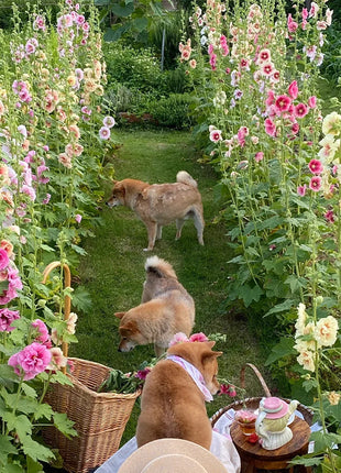 Single Flowered Hollyhock Seeds