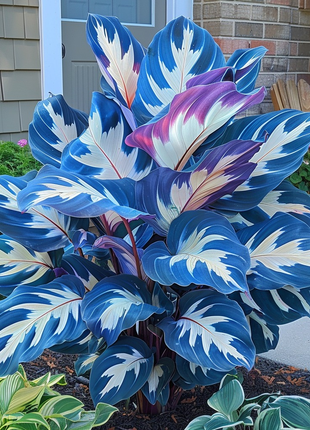 Kaleidoscope Caladium Plant