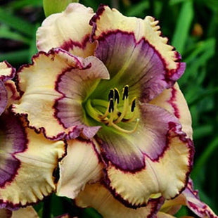 Daylily Hybrid Flowers Seeds, Hemerocallis Hybrid, 20pcs/pack