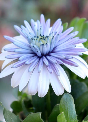 Marigold 'Sky Blue Misty Rain' seeds