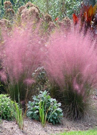 100Pcs Muhlenbergia Capillaris