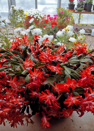 Crab Claw Orchid - The Icing On The Cake