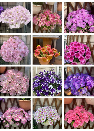 🌸The Latest Petunia Varieties In 2024
