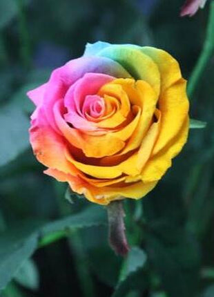 Rainbow Rose Seeds