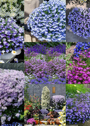 🌈Optimal Carpet Plant✨Creeping Lobelia Erinus Seeds