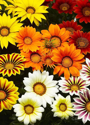 Medal Chrysanthemum Seeds - Flower of Glory