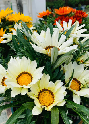 Medal Chrysanthemum Seeds - Flower of Glory