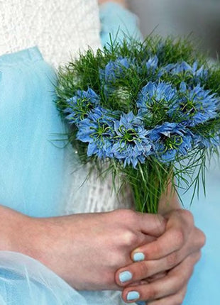 Love-In-A-Mist Seeds