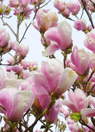 20pcs LILY MAGNOLIA Flower TREE Pink & Purple Fragrant Tulip Magnol Liliiflora Seeds