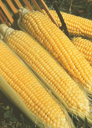 Sweet Corn Moonshine F1