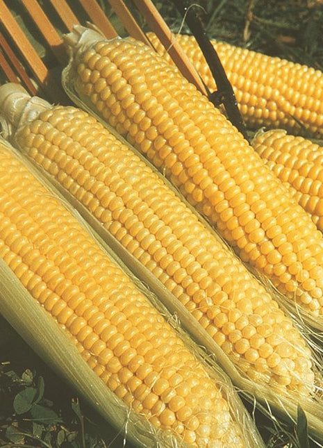 Sweet Corn Moonshine F1