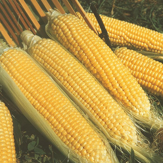 Sweet Corn Moonshine F1