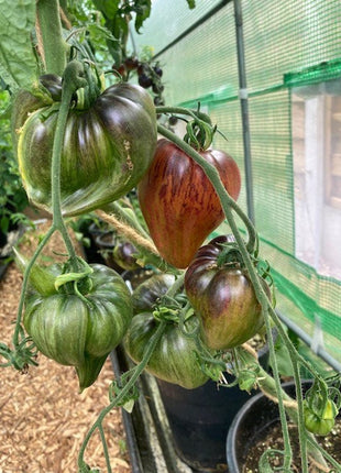 Crushed Heart Tomato Seeds  Organic Heirloom Tomatoes