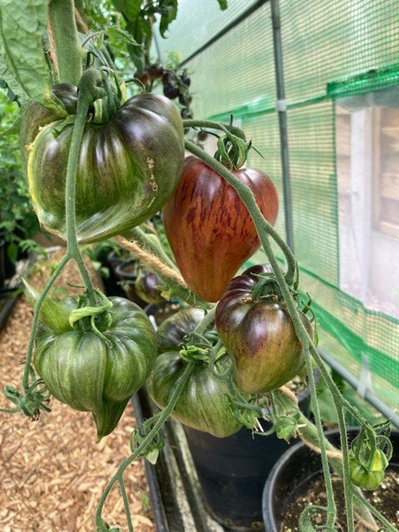 Crushed Heart Tomato Seeds  Organic Heirloom Tomatoes