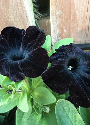 Petunia Black Velvet Seeds